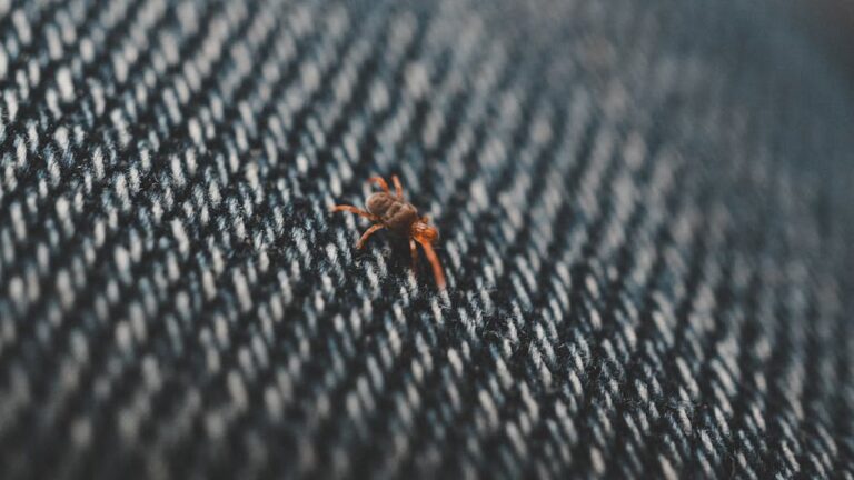 Bedbug Extermination