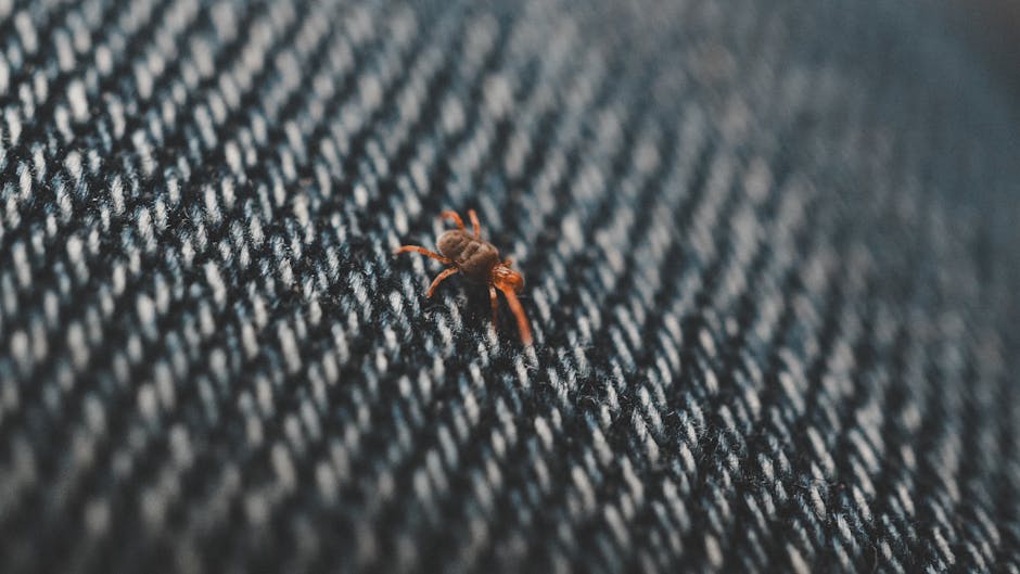 Bedbug Extermination