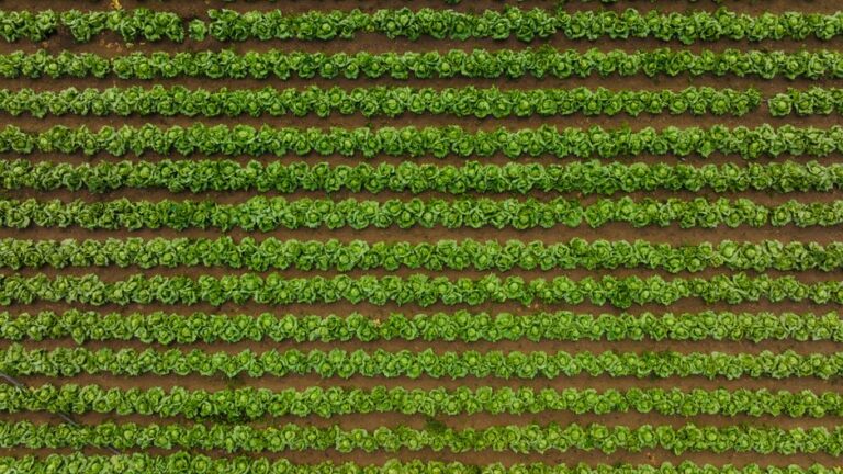 The Essential Guide to Organic Farming Supplies