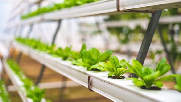 Unlocking the Future of Sustainable Farming with Aquaponics Kits