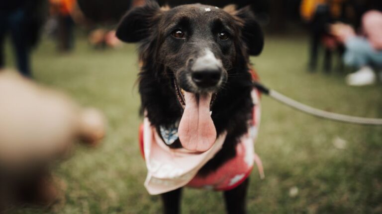 犬のしつけ教室の重要性と効果的な方法
