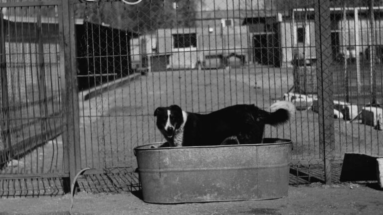 The Ultimate Guide to Choosing a Pet Boarding Facility