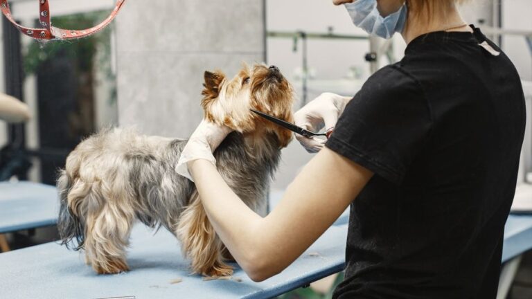 La importancia de encontrar una peluquería canina cerca de ti