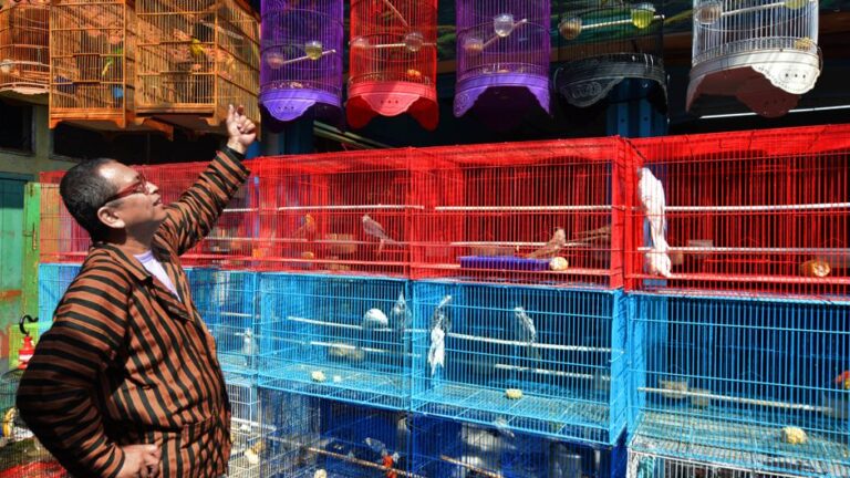 エキゾチックペットショップの魅力と選び方