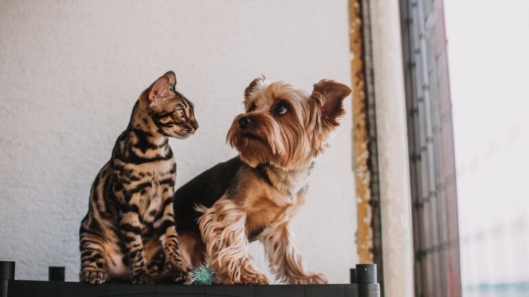 La importancia del seguro para mascotas en la vida moderna