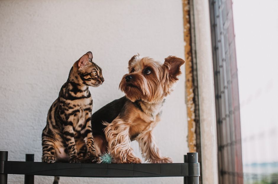 seguro para mascotas