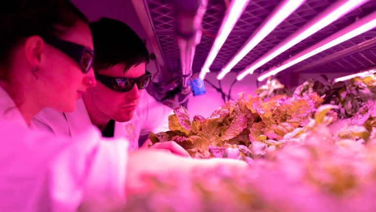 Exploring the Future of Urban Agriculture: Vertical Farming Technology